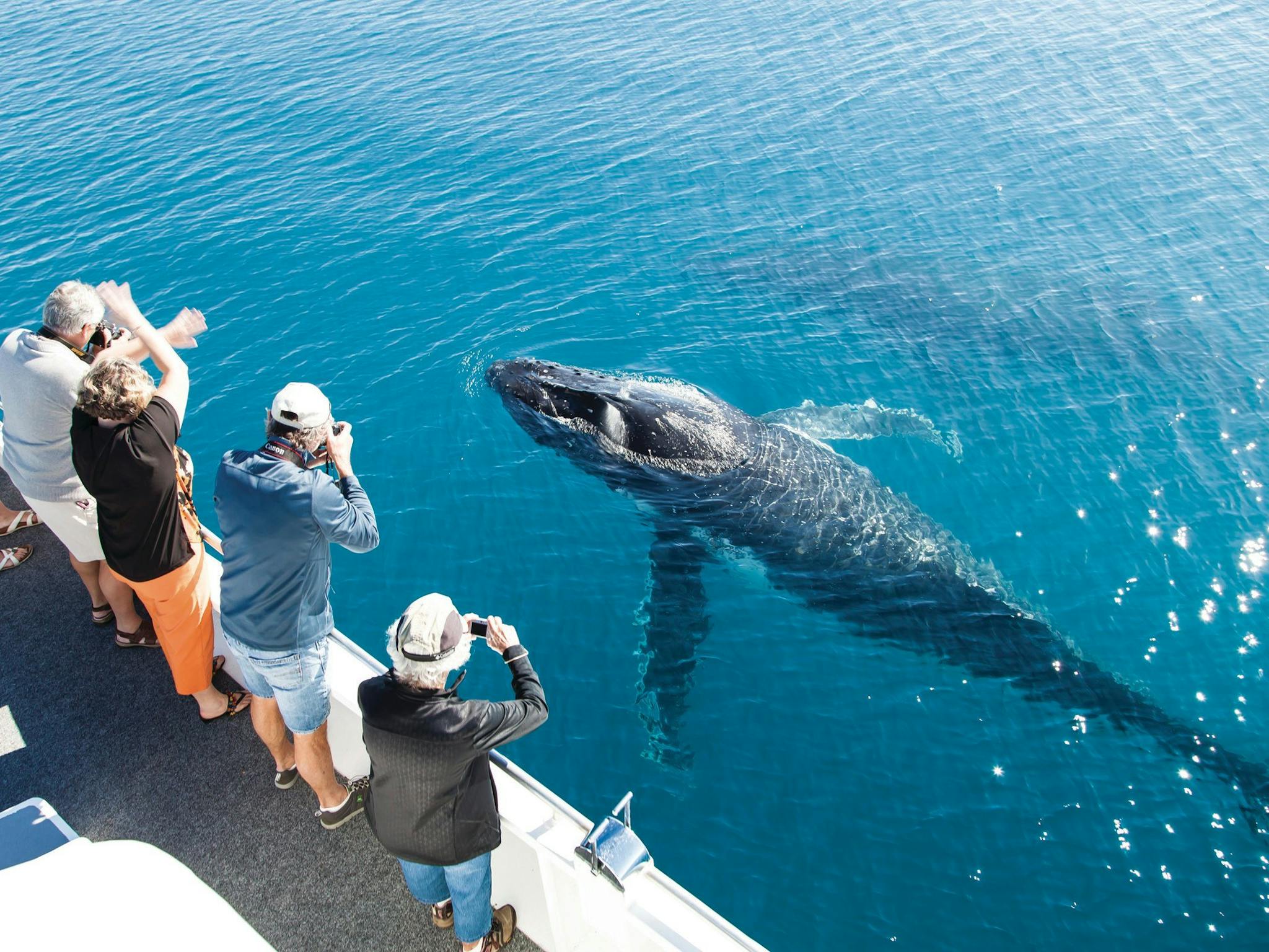 Whale Watching in Hervey Bay
