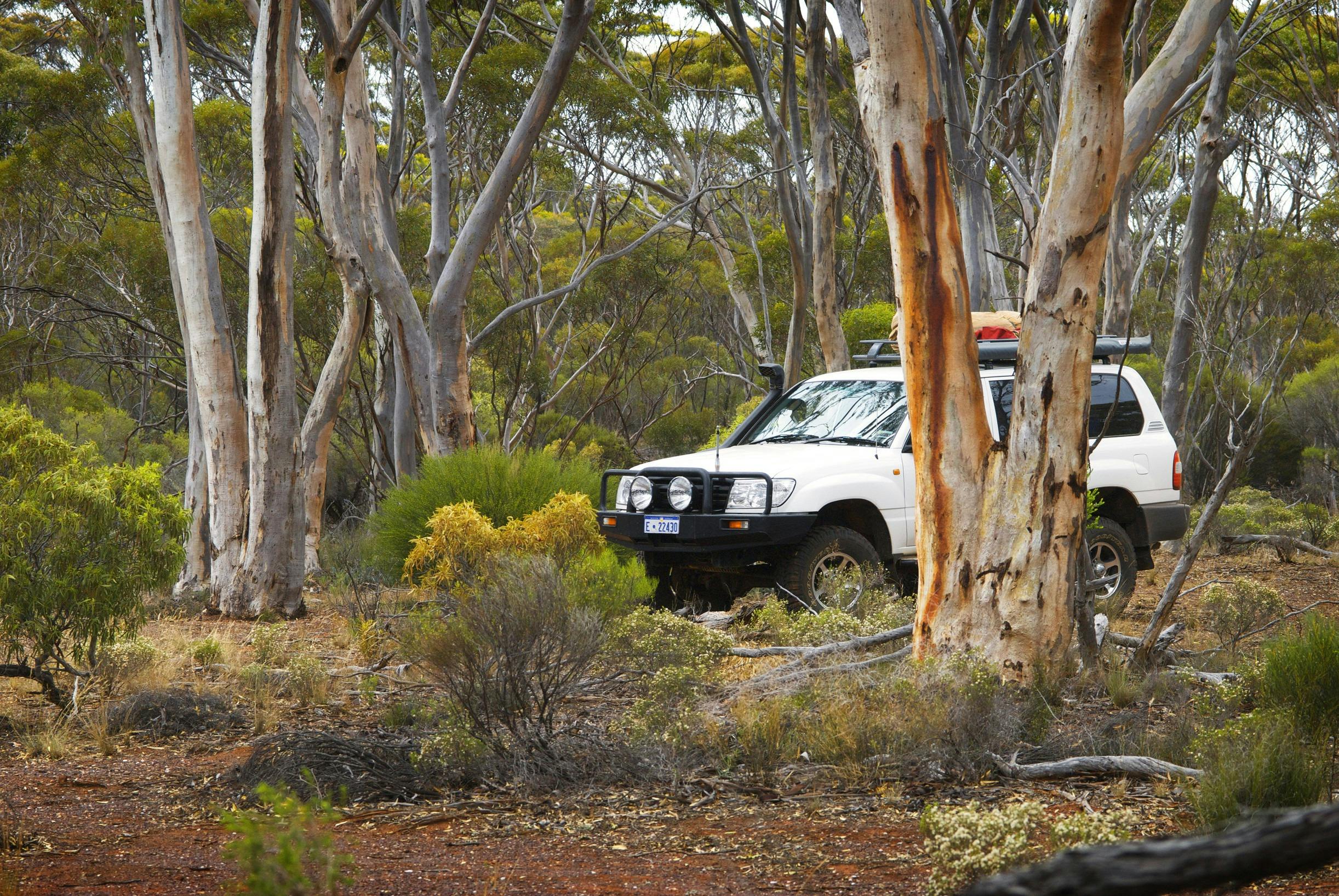 Esperance Wildflower Trail, Ravensthorpe, Western Australia