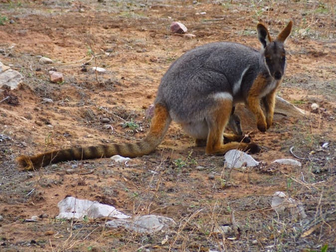 12 Half Day Gorges tour of the Flinders Ranges including IkaraFlinders Ranges National Park