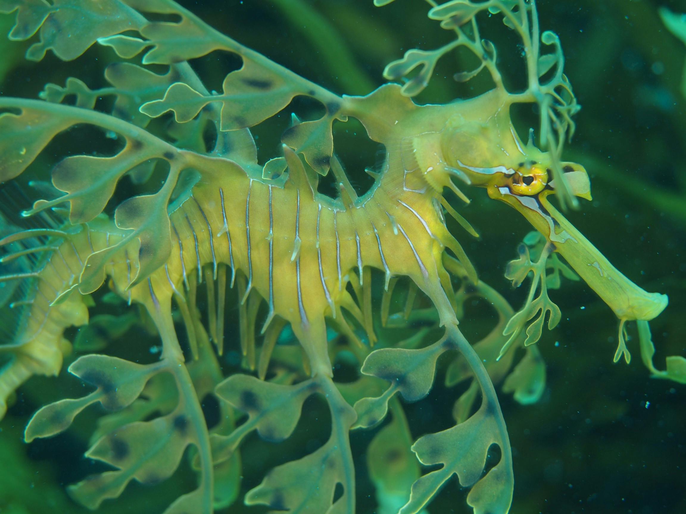 Leafy Seadragon in Esperance