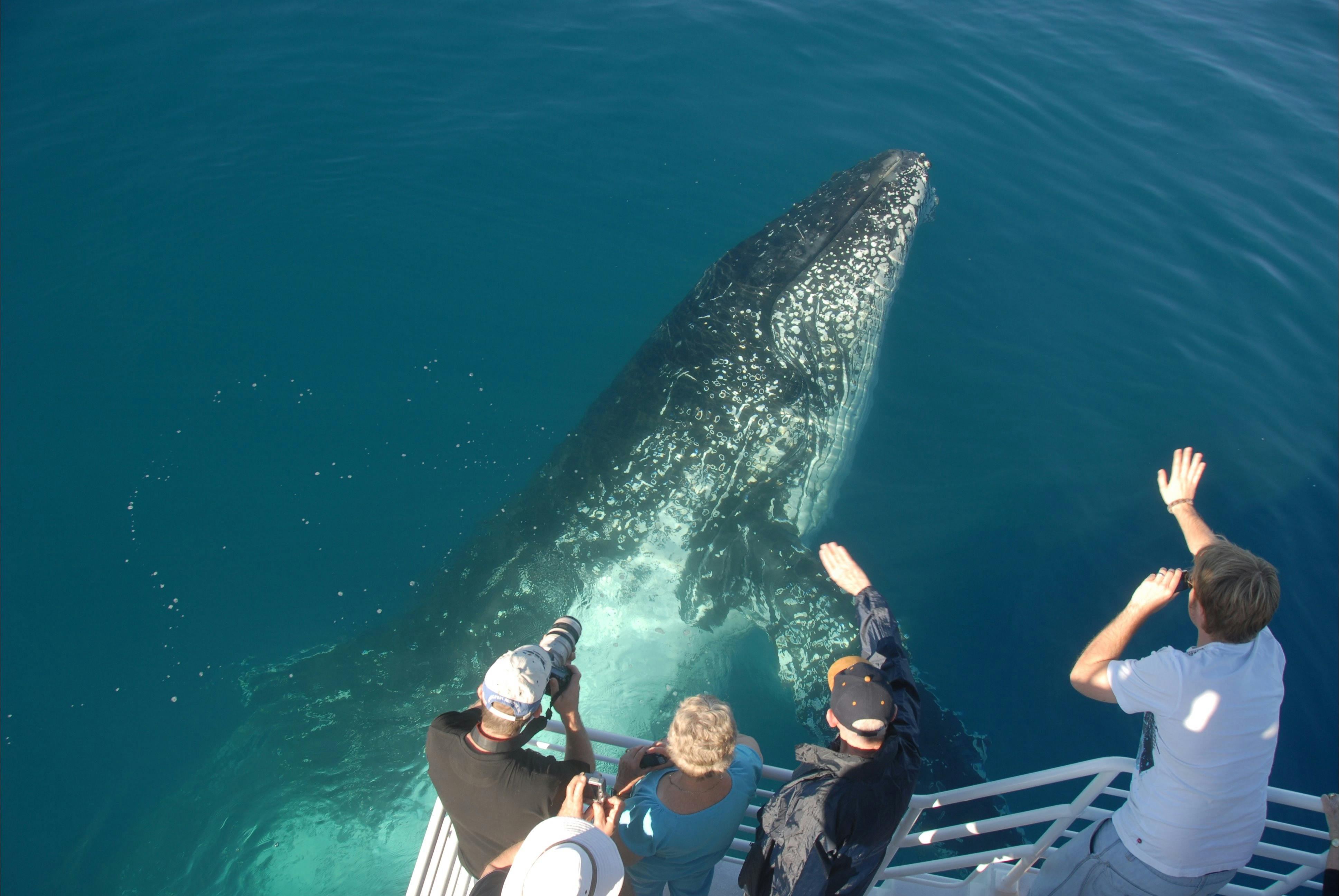 Whale Watch Extended Morning Cruise