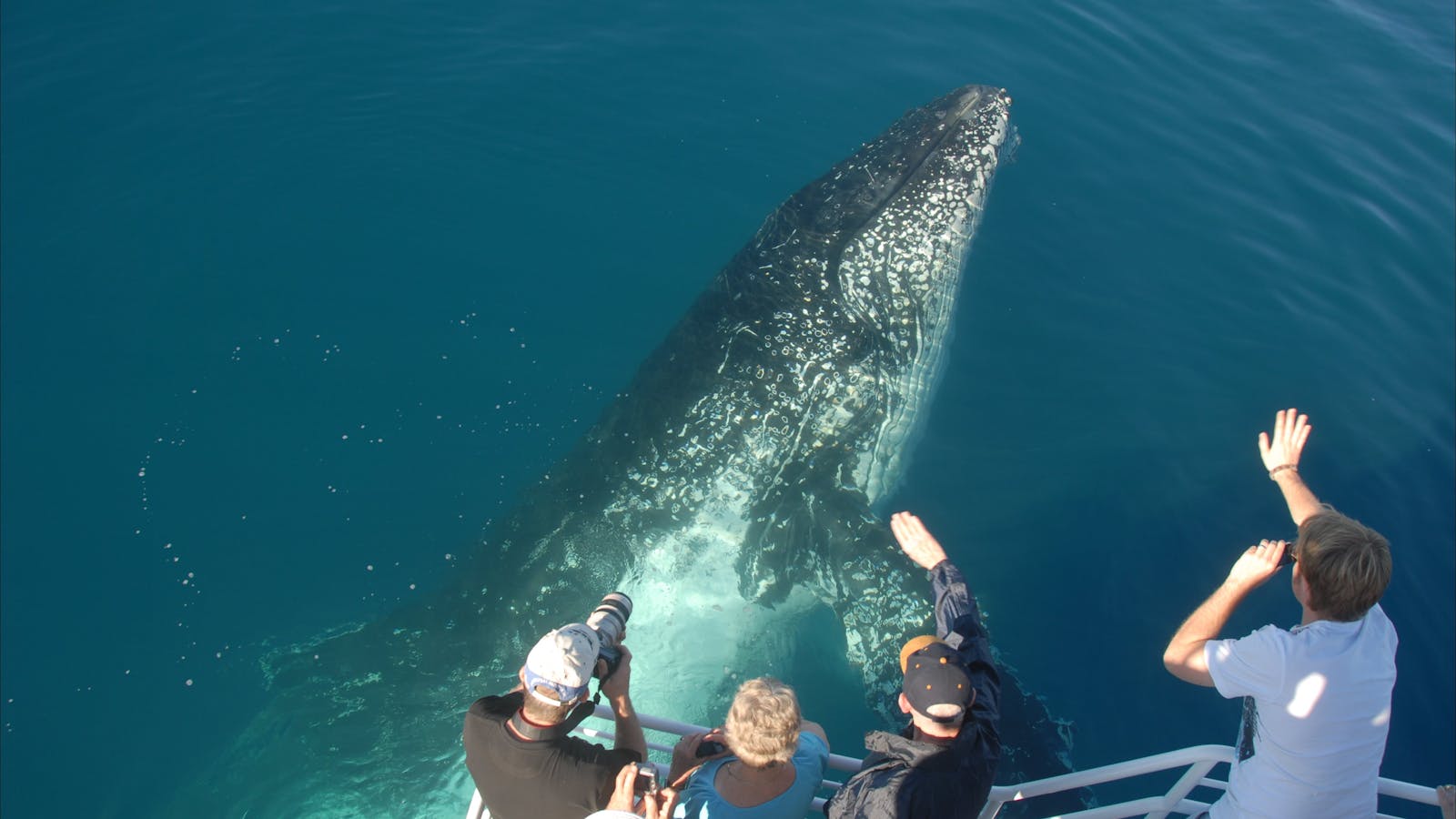 on top of whale