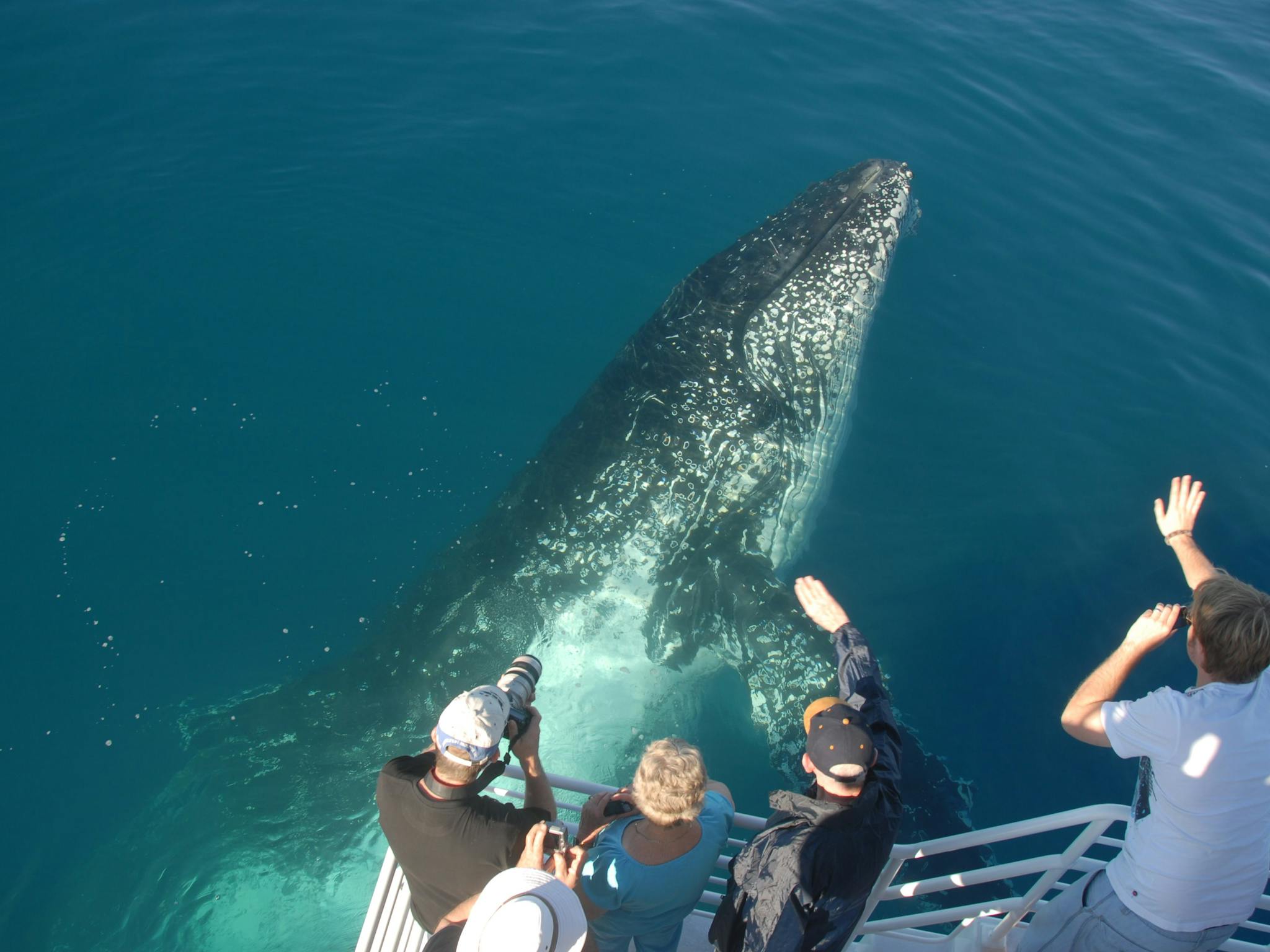 on top of whale on top of whale