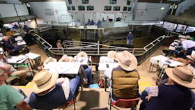Wagga Wagga Livestock Marketing Centre