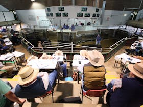 Wagga Wagga Livestock Marketing Centre