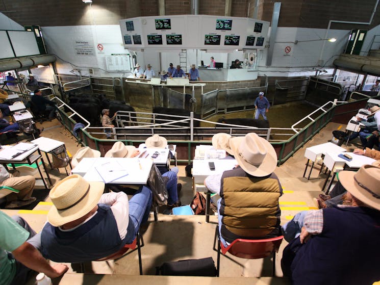 Wagga Wagga Livestock Marketing Centre