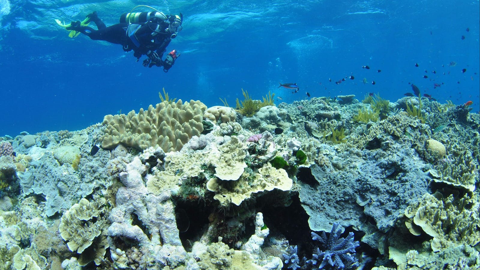 Southern Small Detached Reef Dive Site