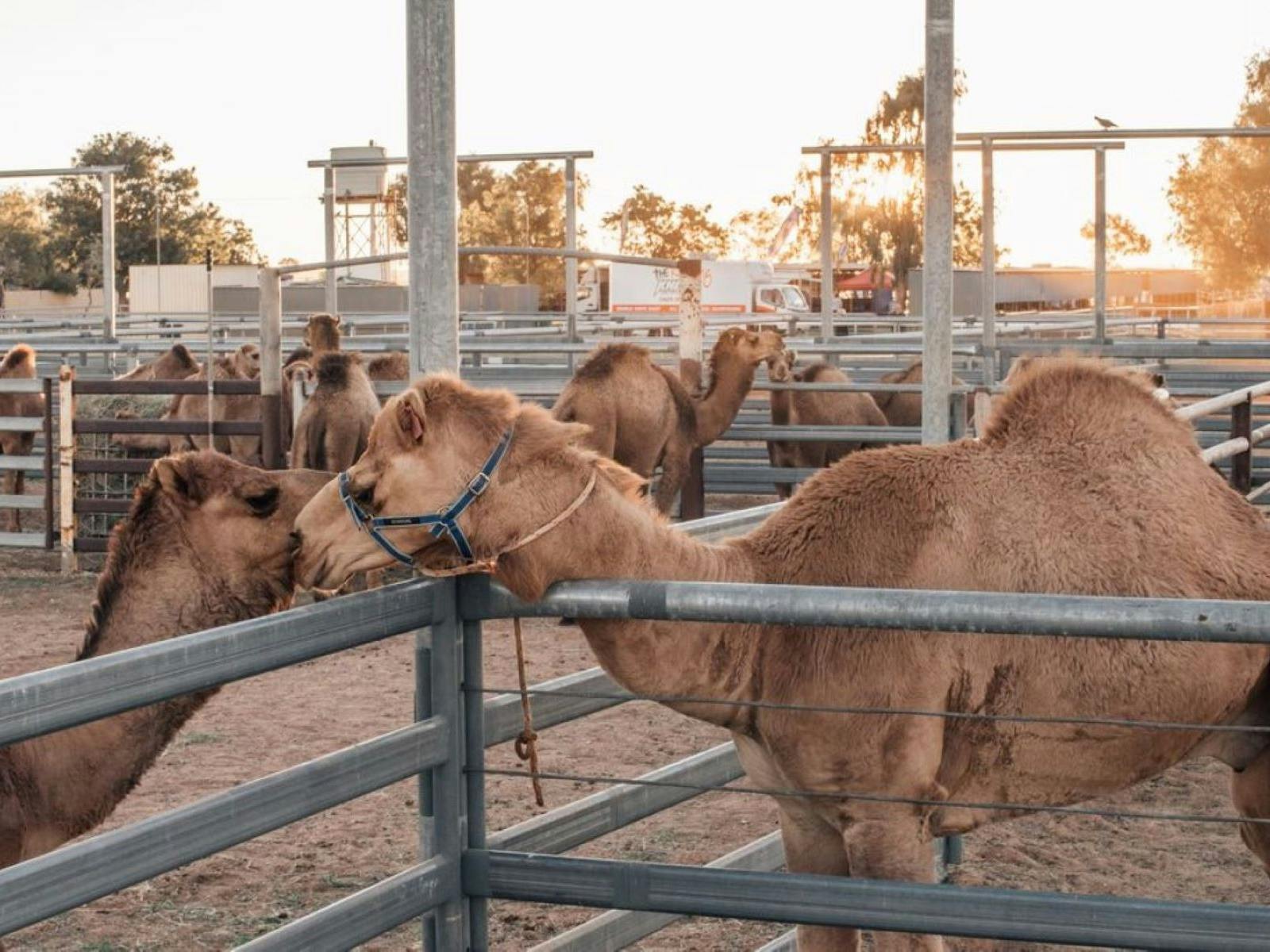 Outback Camel Trail Outback Camel Trail
