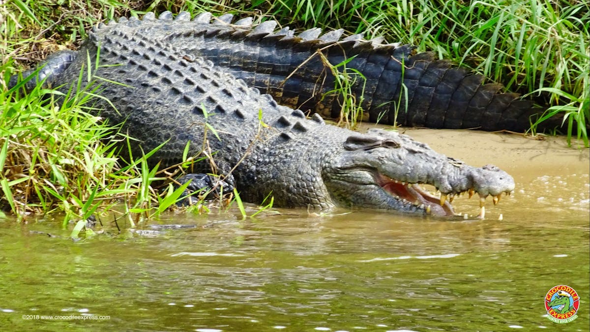 Crocodile Express cruise for Daintree Village along Windy Reach