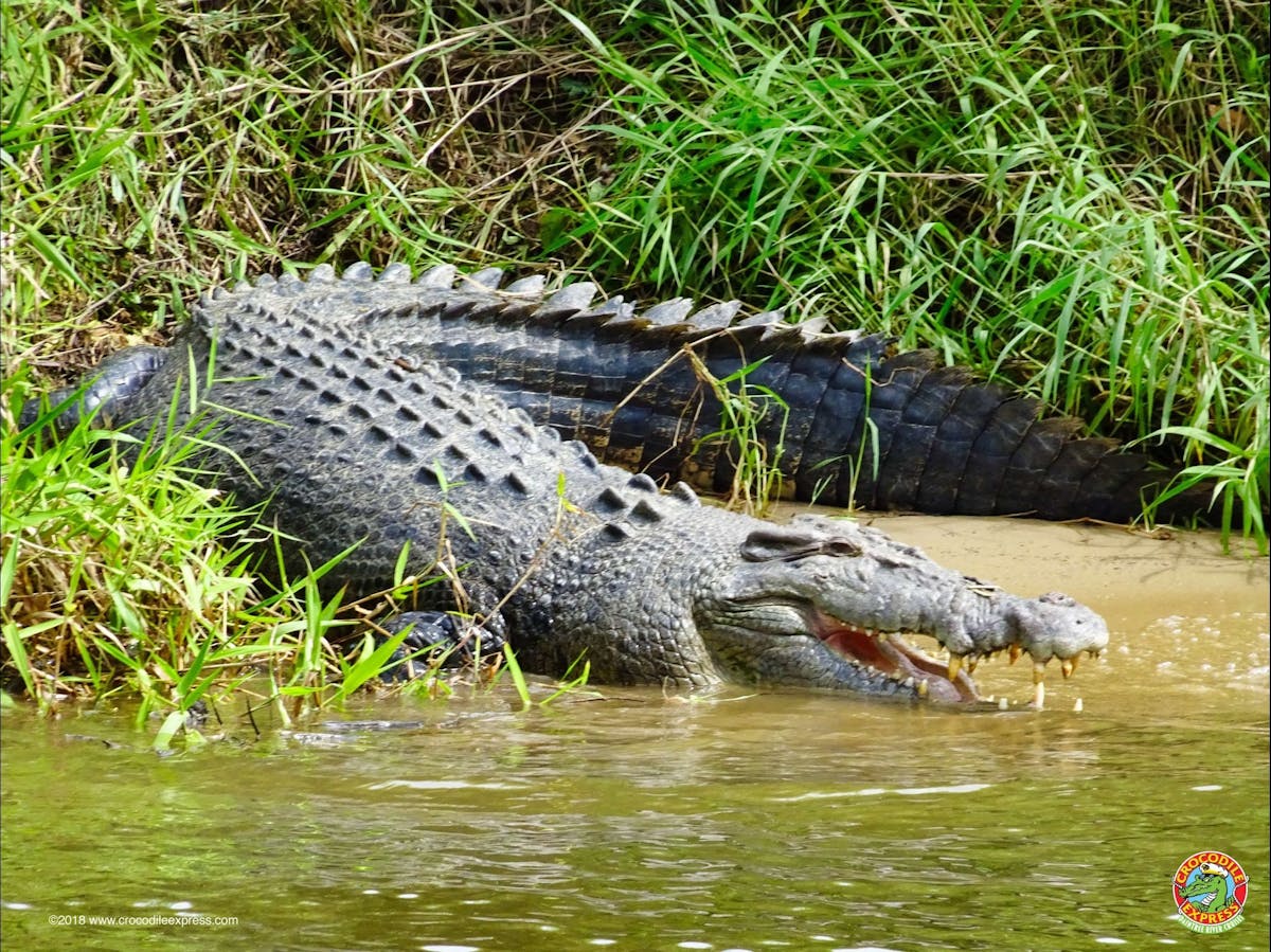 Crocodile Express cruise for Daintree Village along Windy Reach