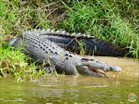 Crocodile Express cruise for Daintree Village along Windy Reach