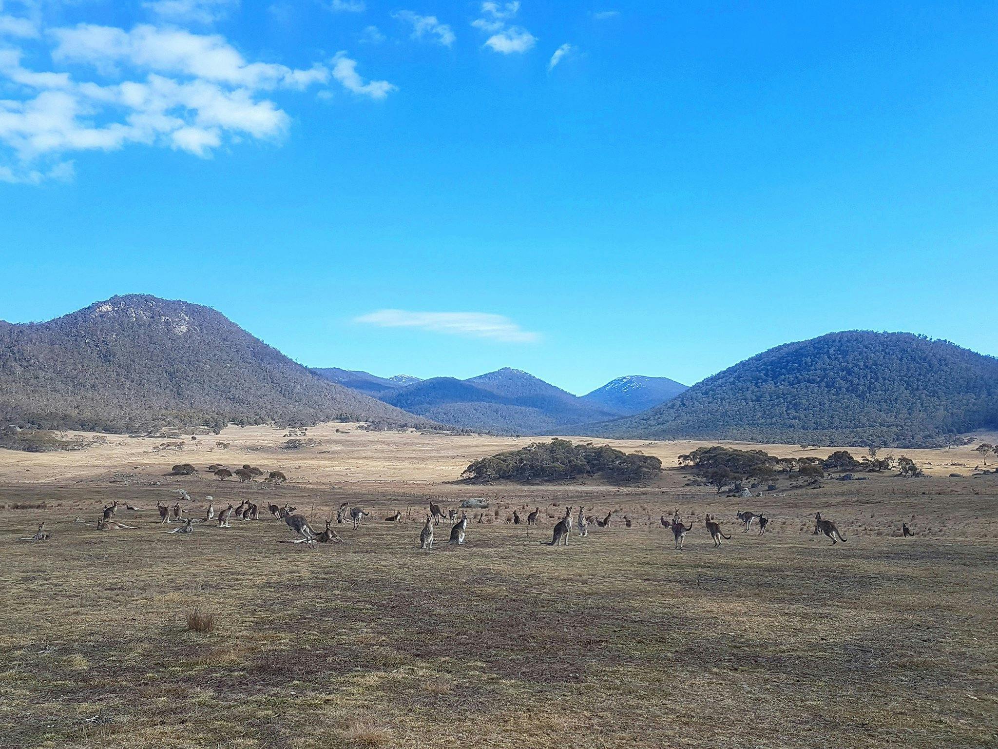 A large mob of kangaroos on the Yankee Hat trail