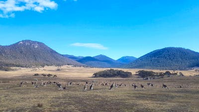 A large mob of kangaroos on the Yankee Hat trail