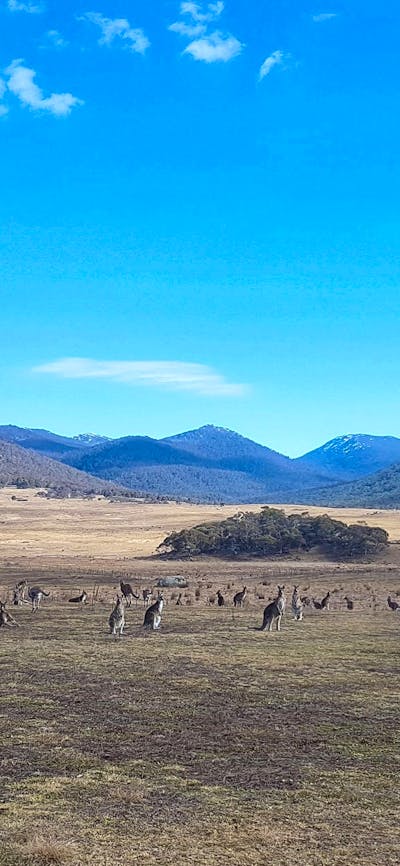 A large mob of kangaroos on the Yankee Hat trail