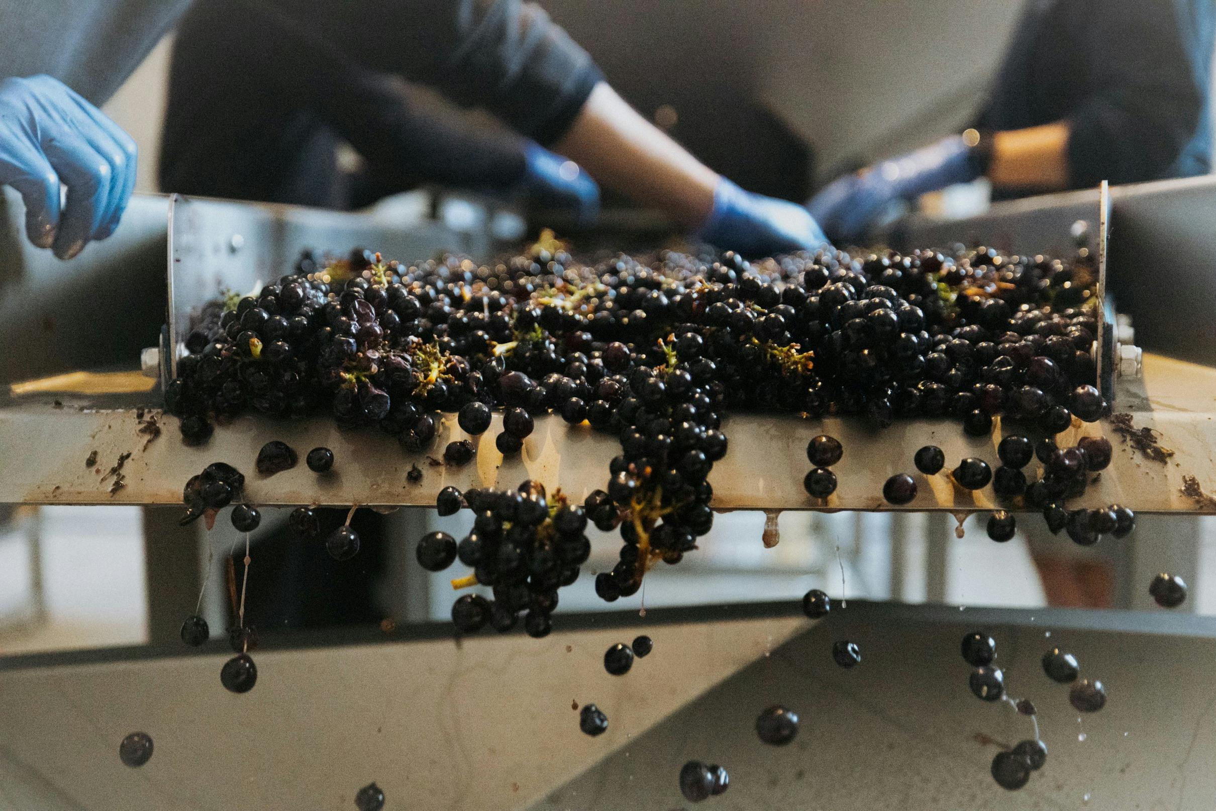 Grape Sorter