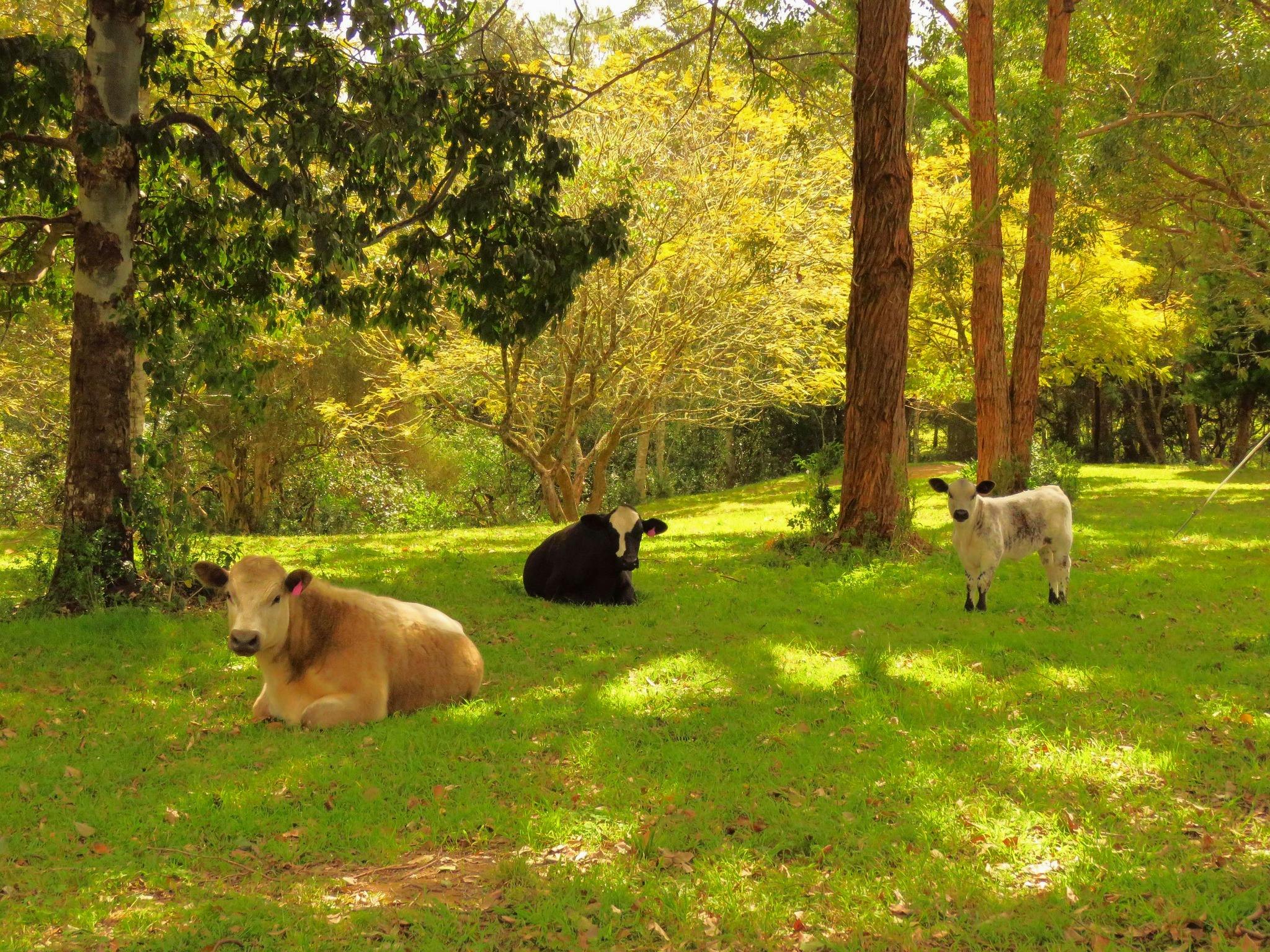 Group Glamping Accommodation - Kings Creek Retreat