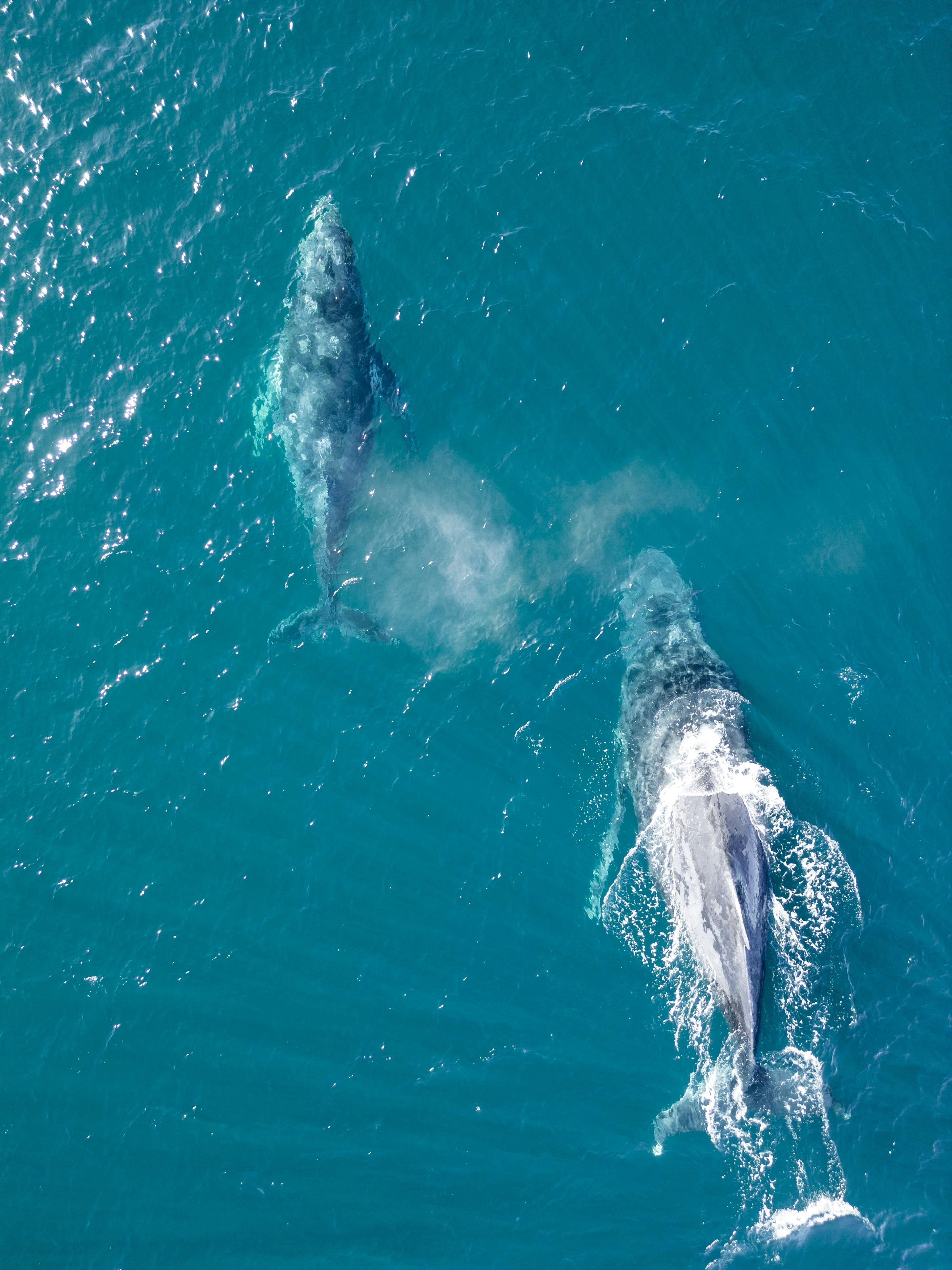 Humpback whale migrating along the Ballina coastline