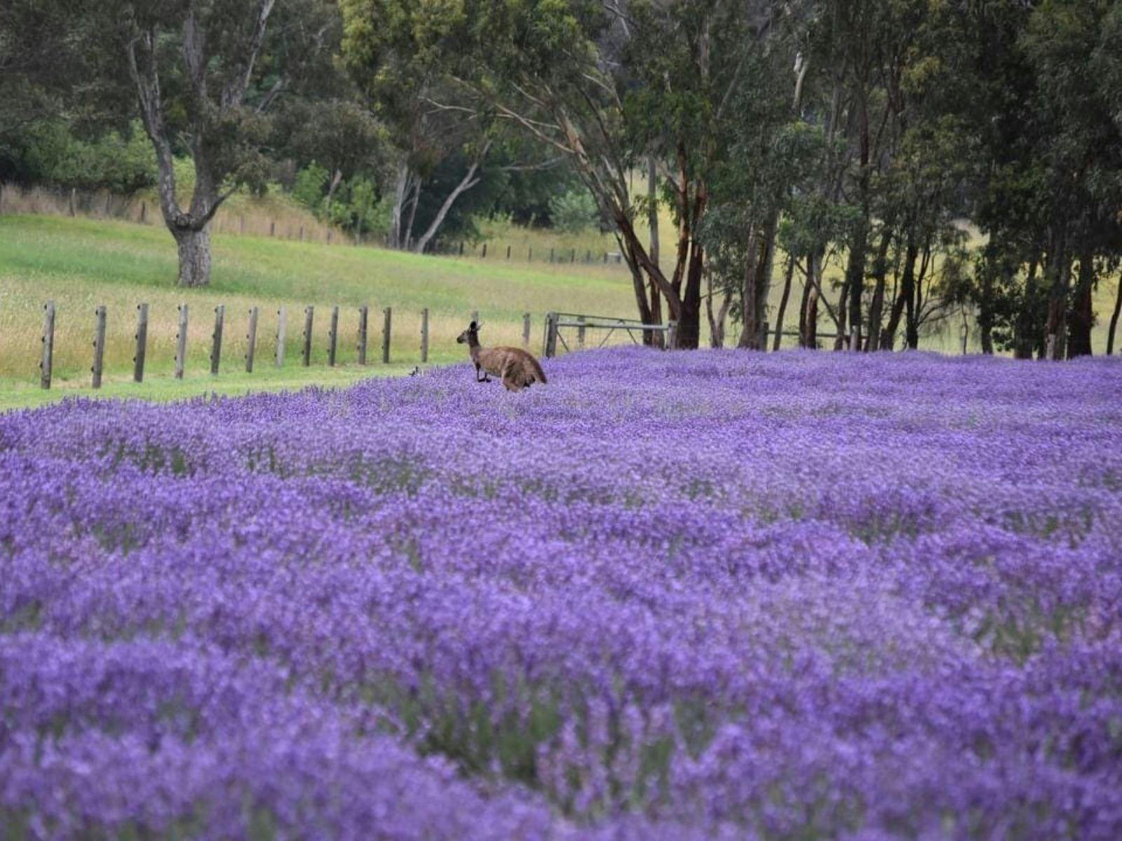 Hahndorf Lavender Estate Farm