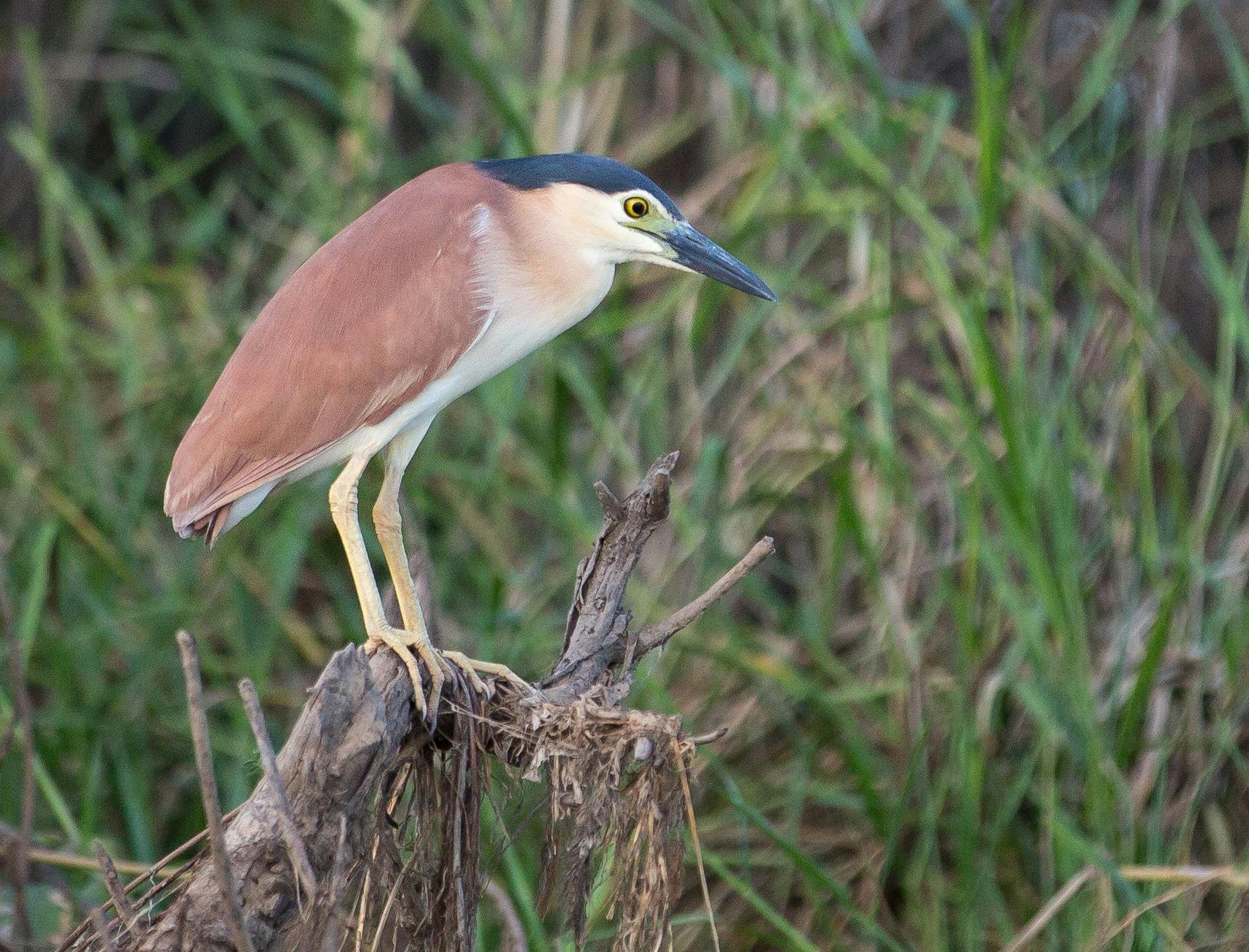 Nankine Night Heron