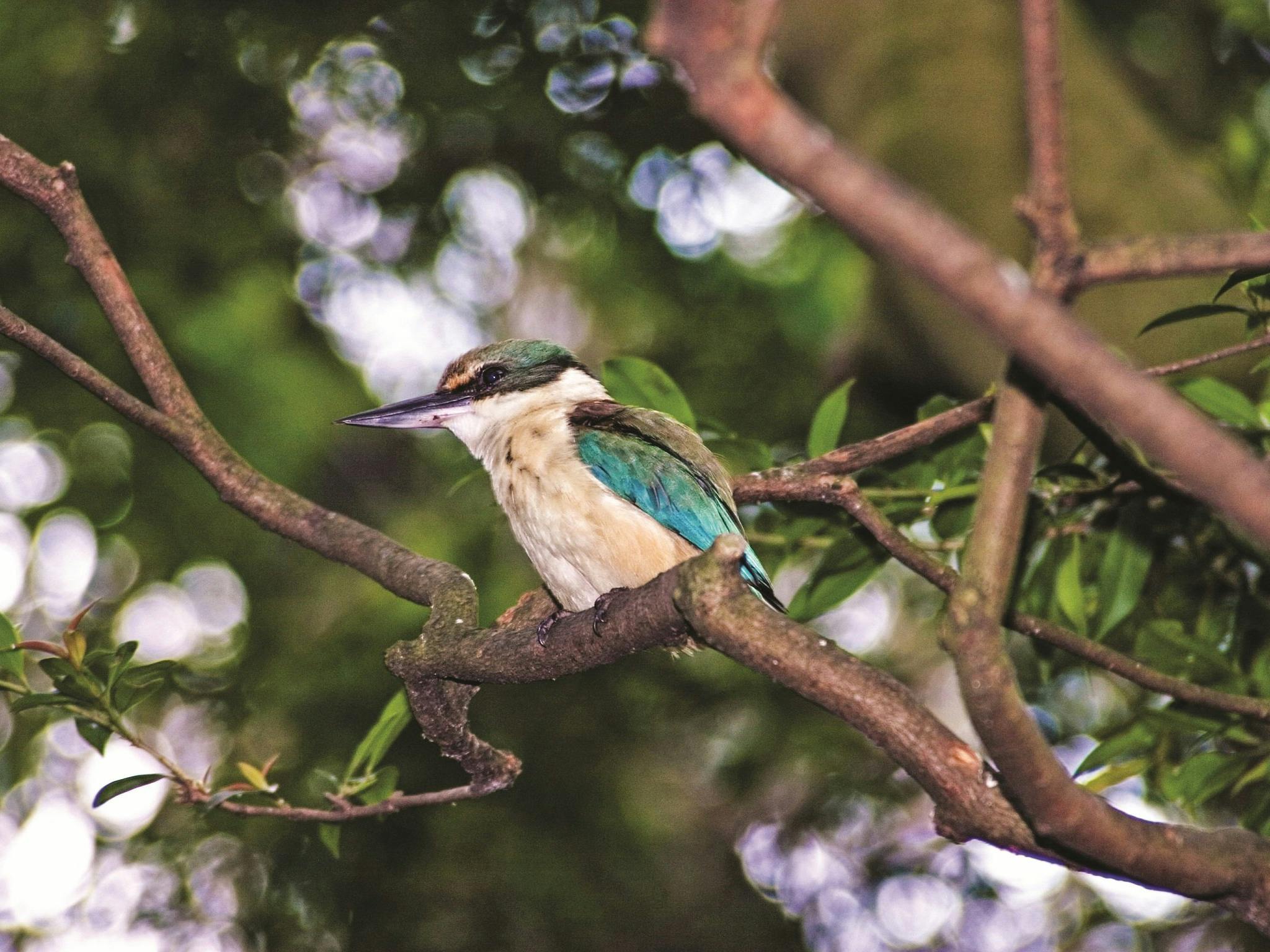 Sacred Kingfisher