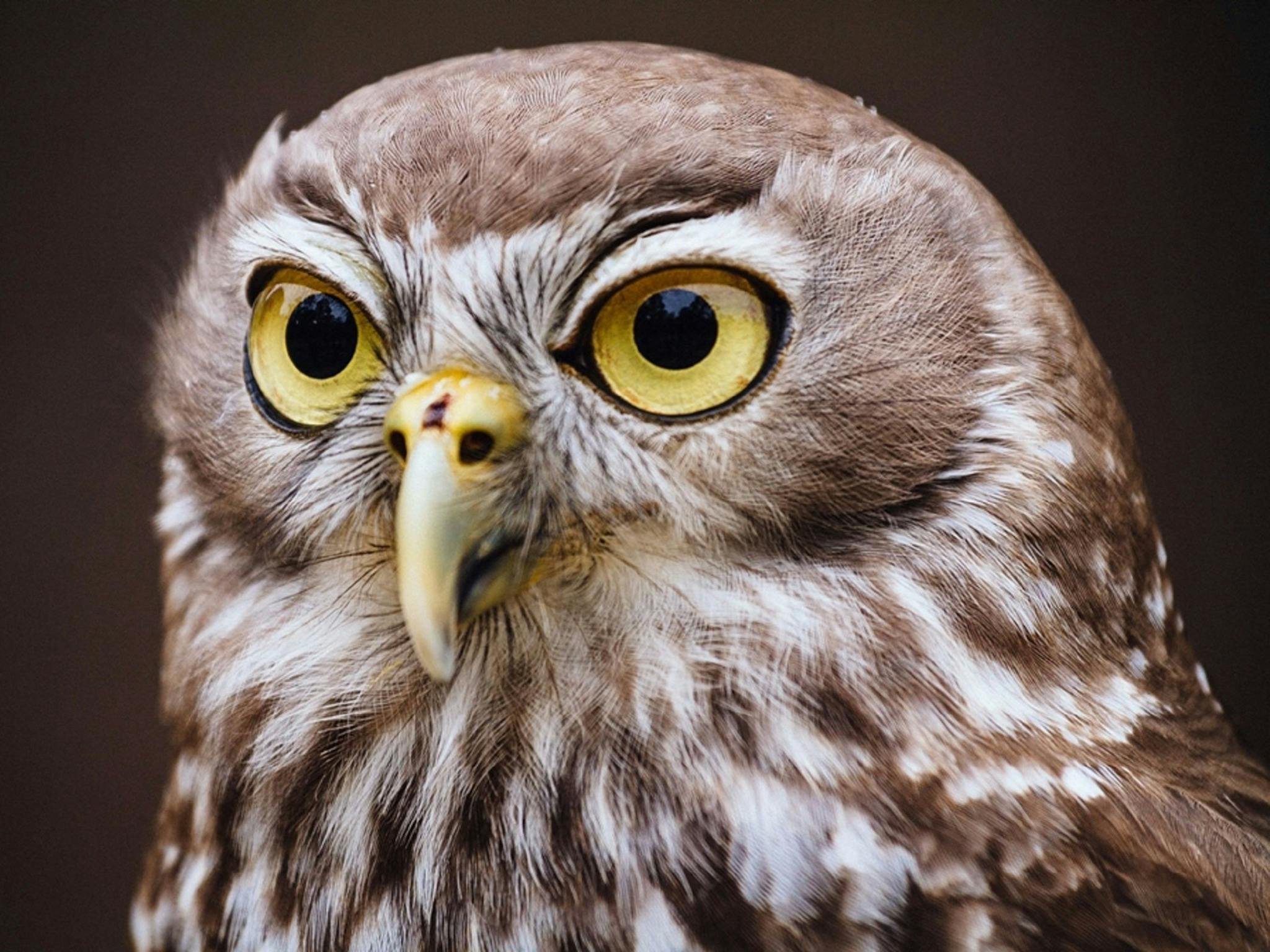 Owl