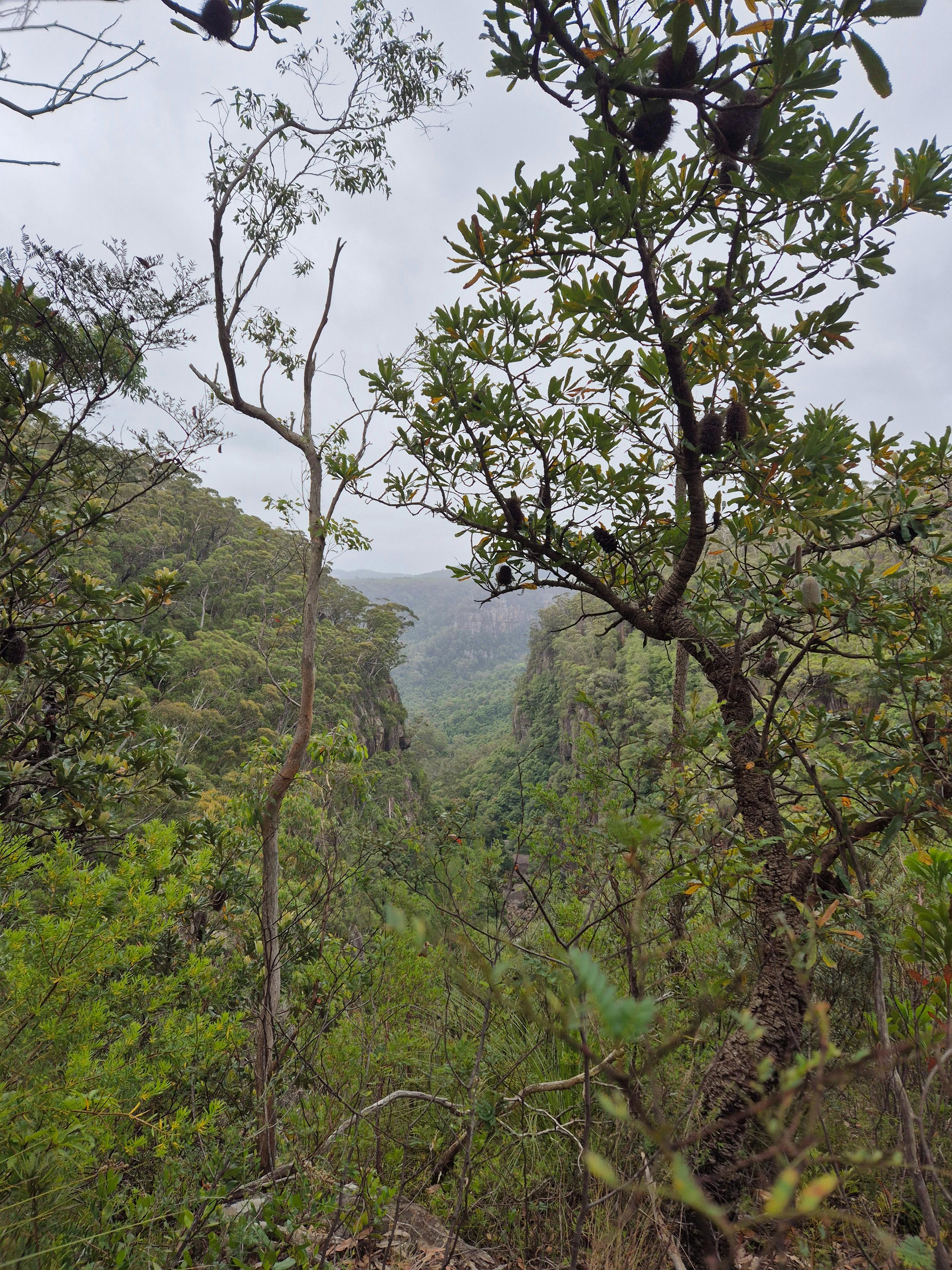 Minamurra Rainforest