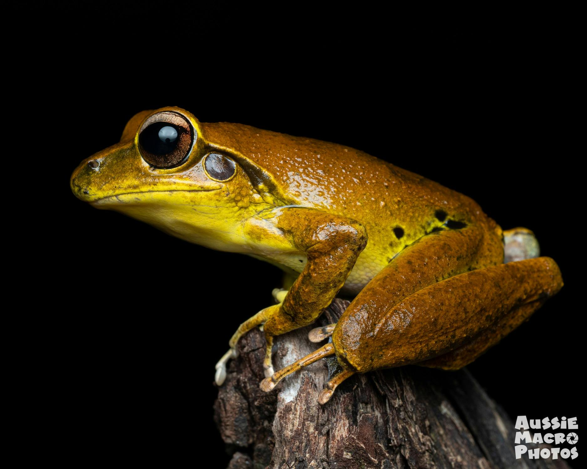 Northern Stony Creef Frogs are a regular sighting on Night Walks