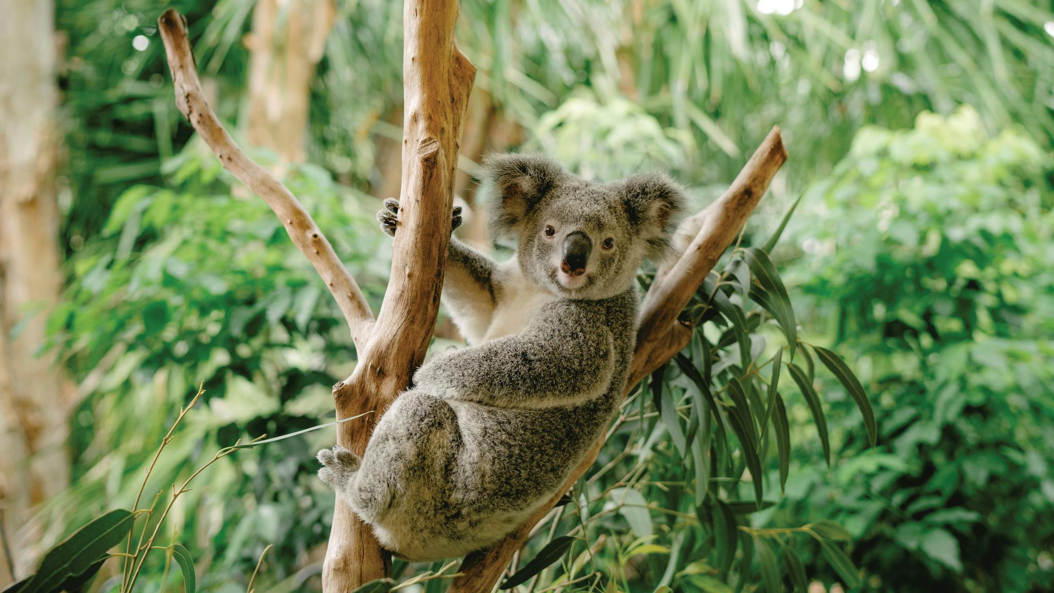 Close up of koala in tree.