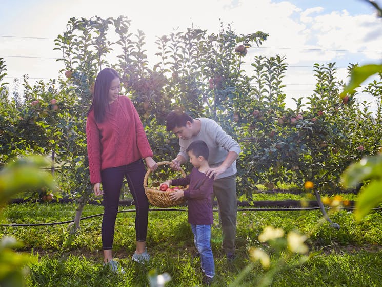 Family enjoying a day of apple picking at Shields Orchard, Bilpin