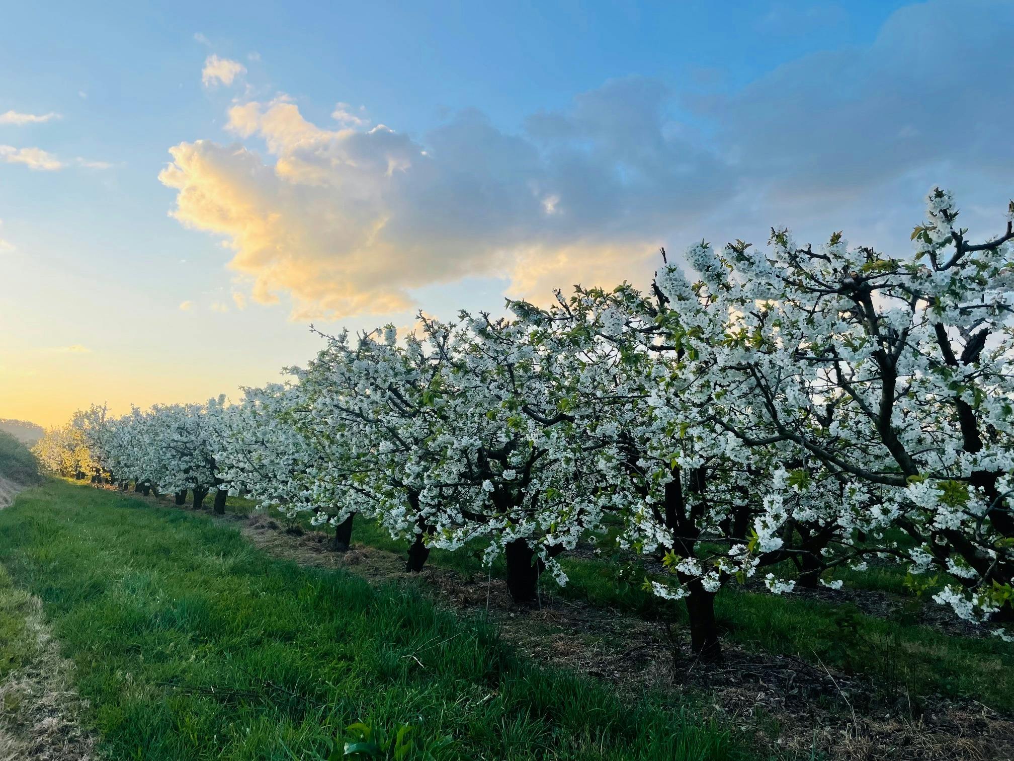 Row of cherry trees in blossom in the evening light