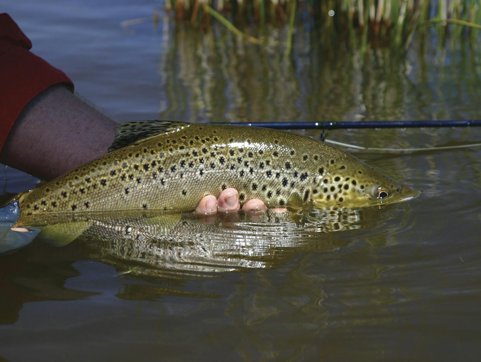 A freshly caught Trout