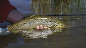 A freshly caught Trout