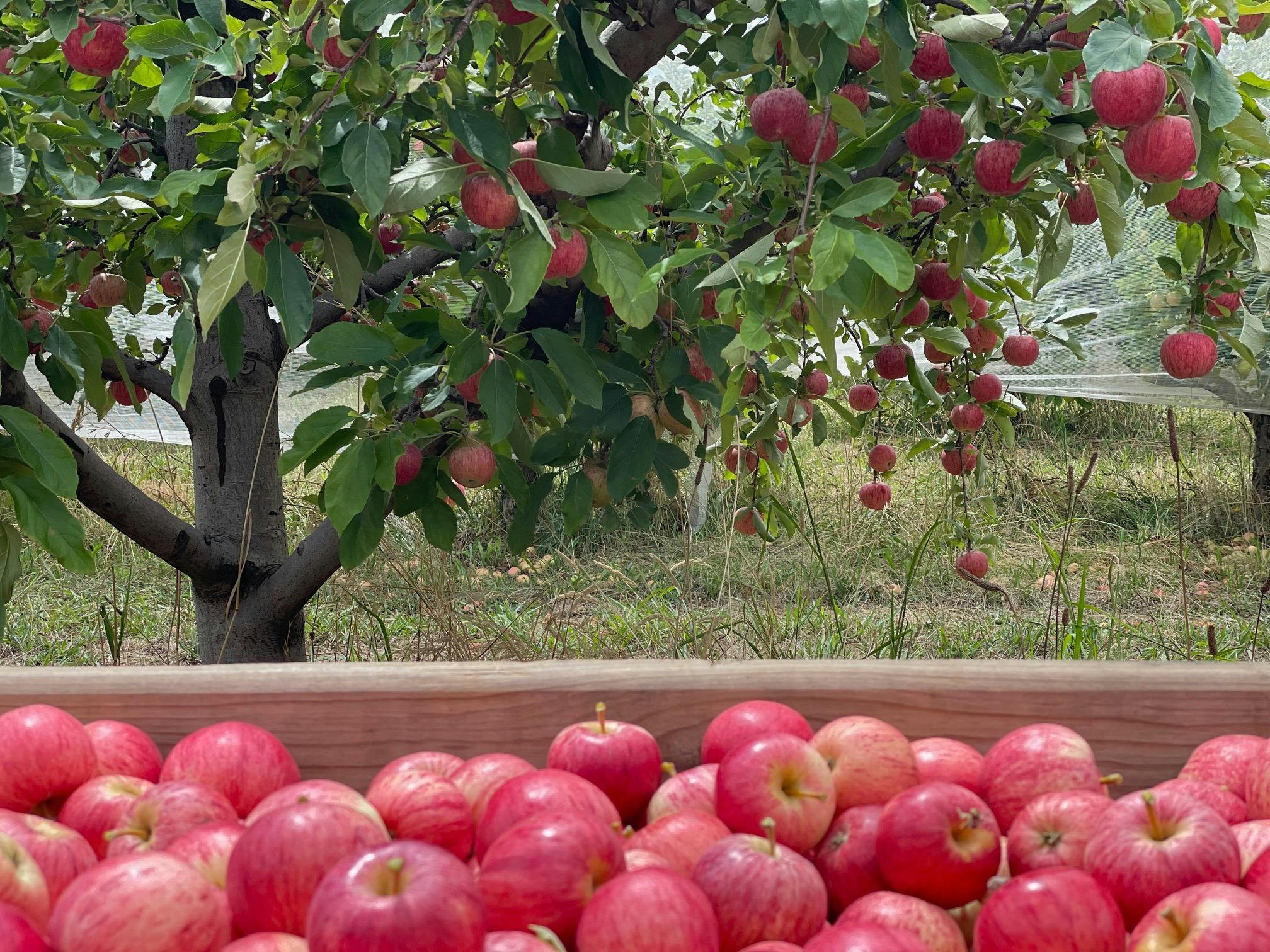 Bin of apples, in front of apples on tree in the apple orchard