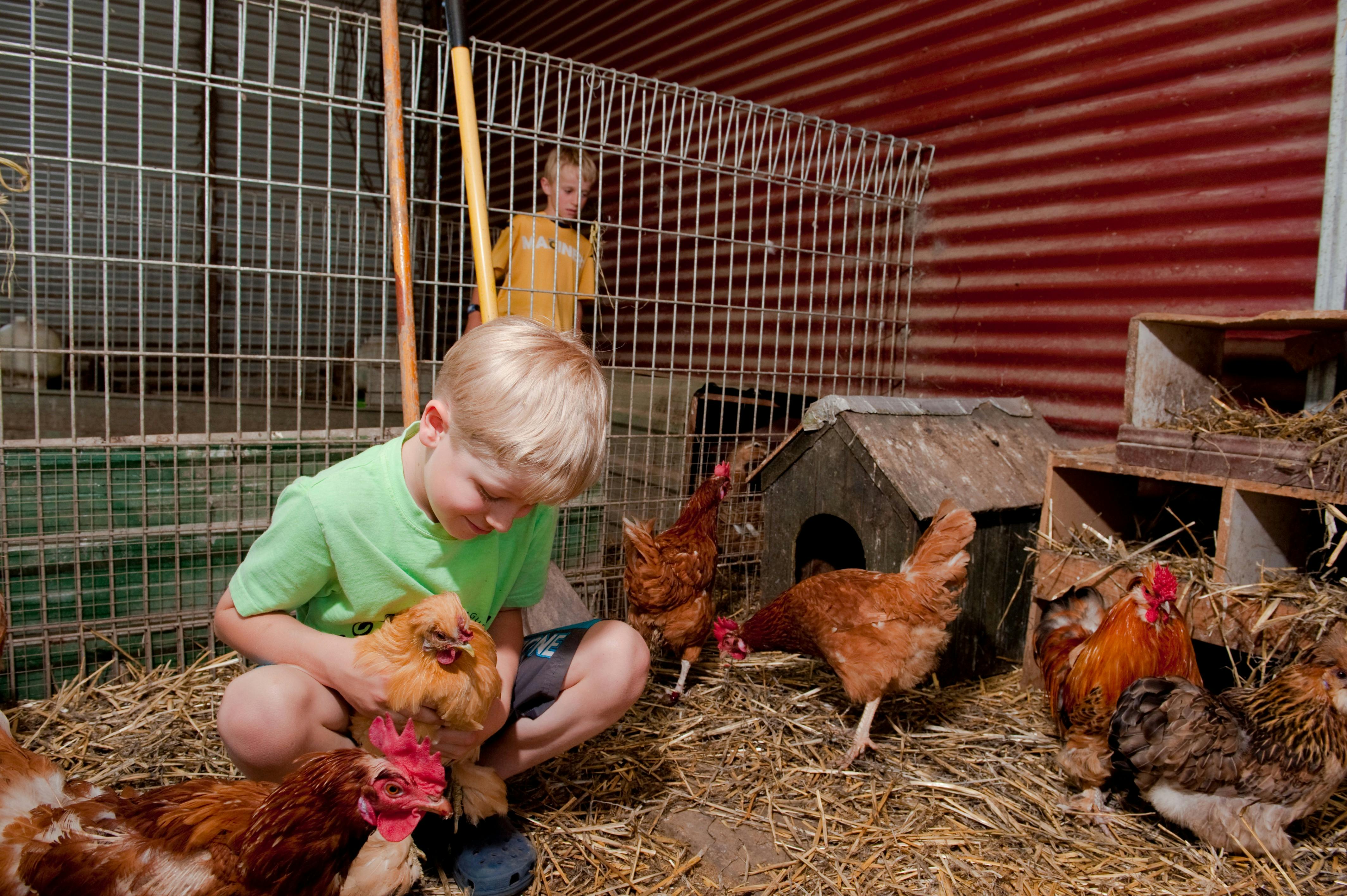 Playing with the chooks