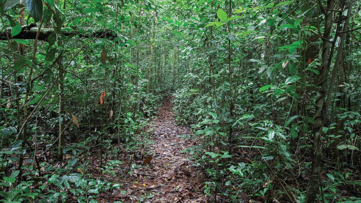 Muddy walking track through thick rainforest.