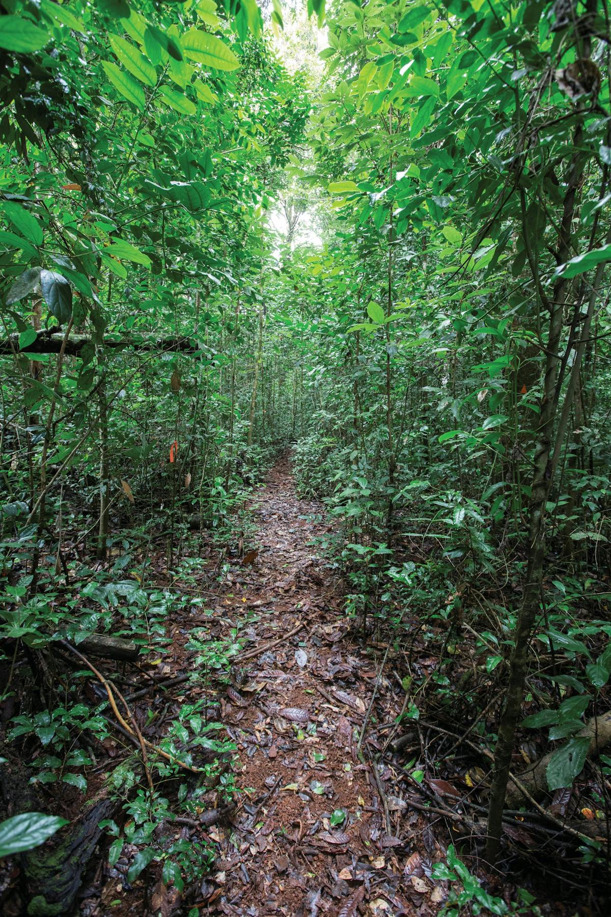 Muddy walking track through thick rainforest.