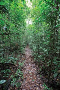 Muddy walking track through thick rainforest.