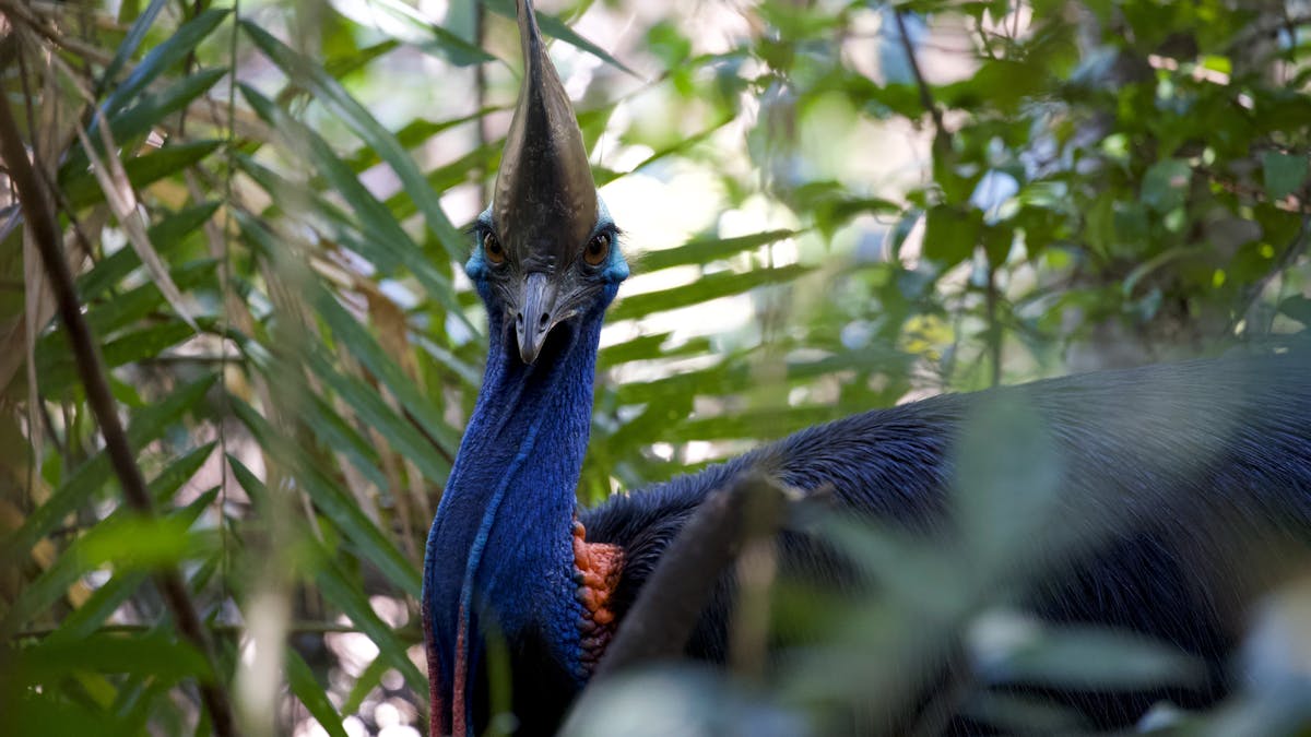 Cassowary sighting in Daintree Rainforest with Daintree Discovery Tours