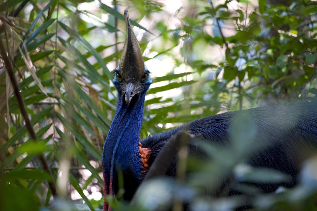 Cassowary sighting in Daintree Rainforest with Daintree Discovery Tours