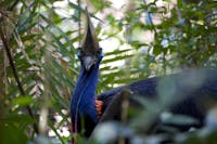 Cassowary sighting in Daintree Rainforest with Daintree Discovery Tours