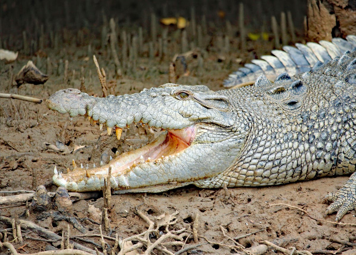 Crocodile teeth