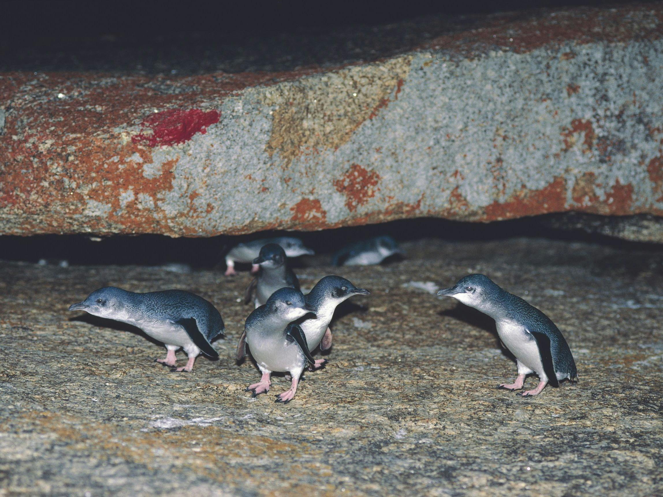 Holiday where the wild things wander image