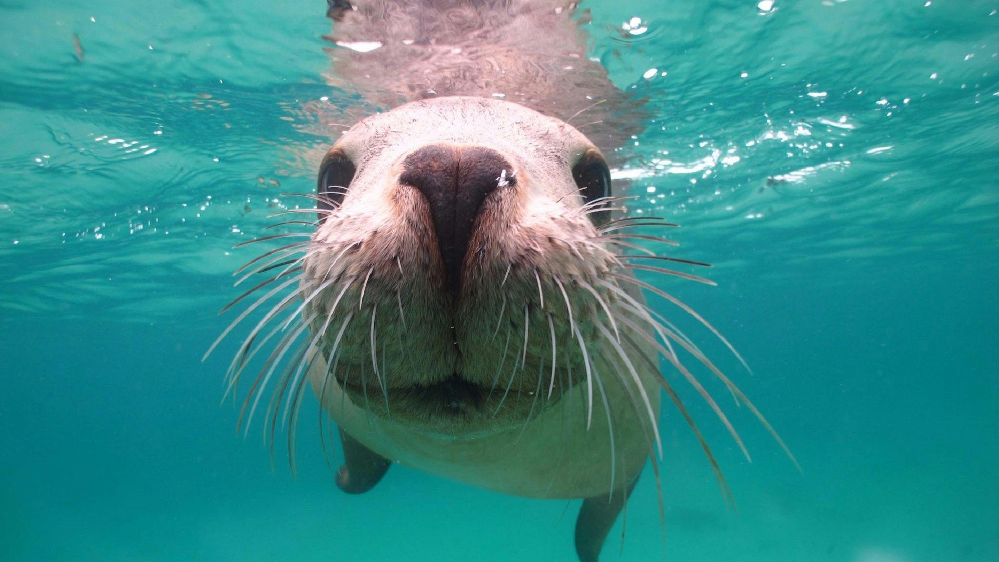 アシカの入り江 (Seal Cove) - 見どころ - Tourism Western Australia, image size:2048x1152