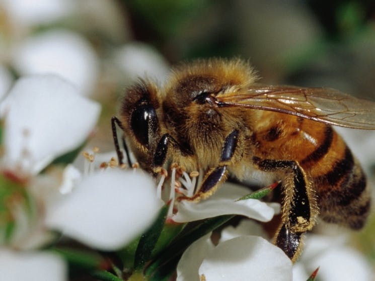 Bee on flower