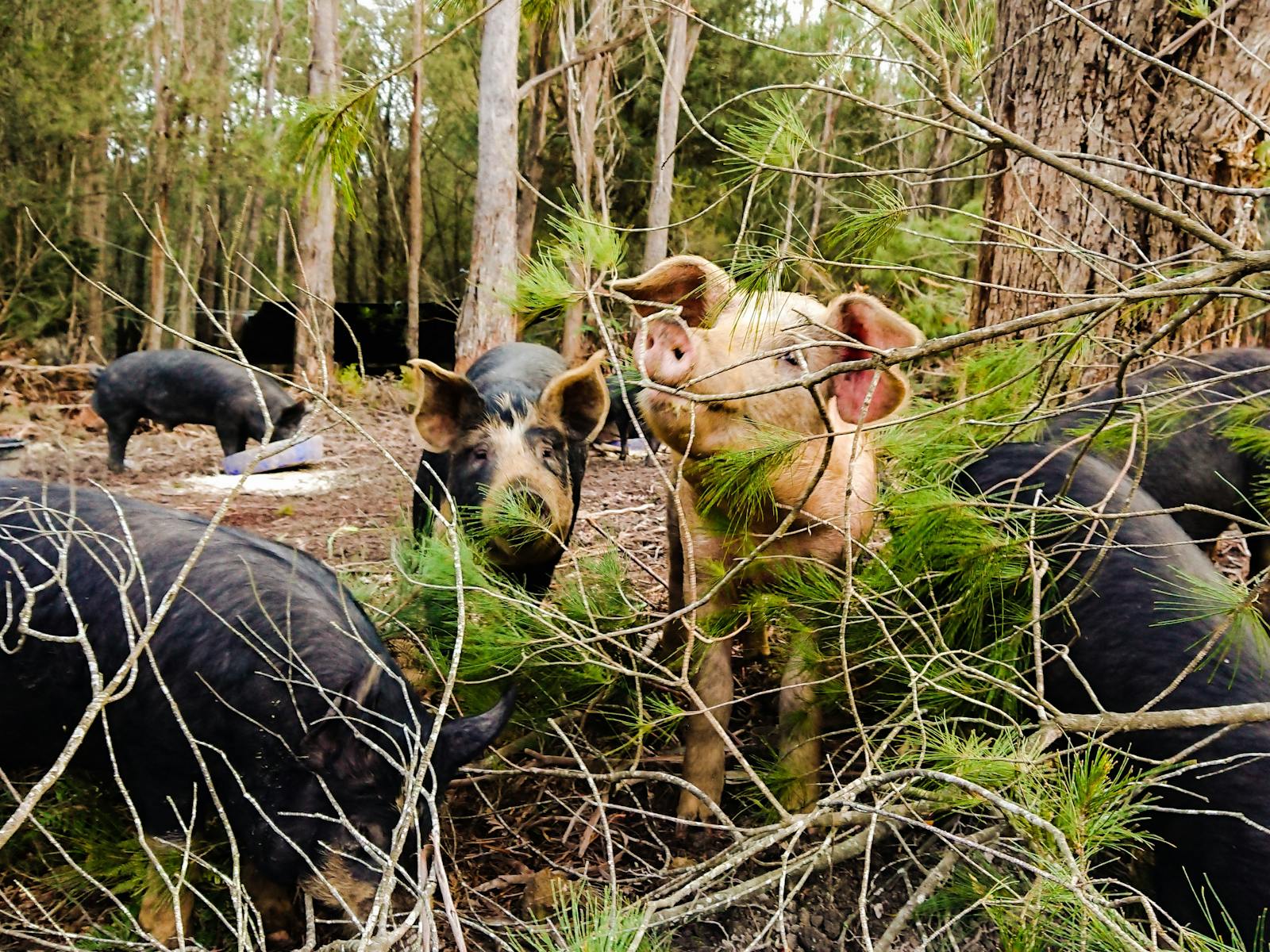 Happy forested pigs