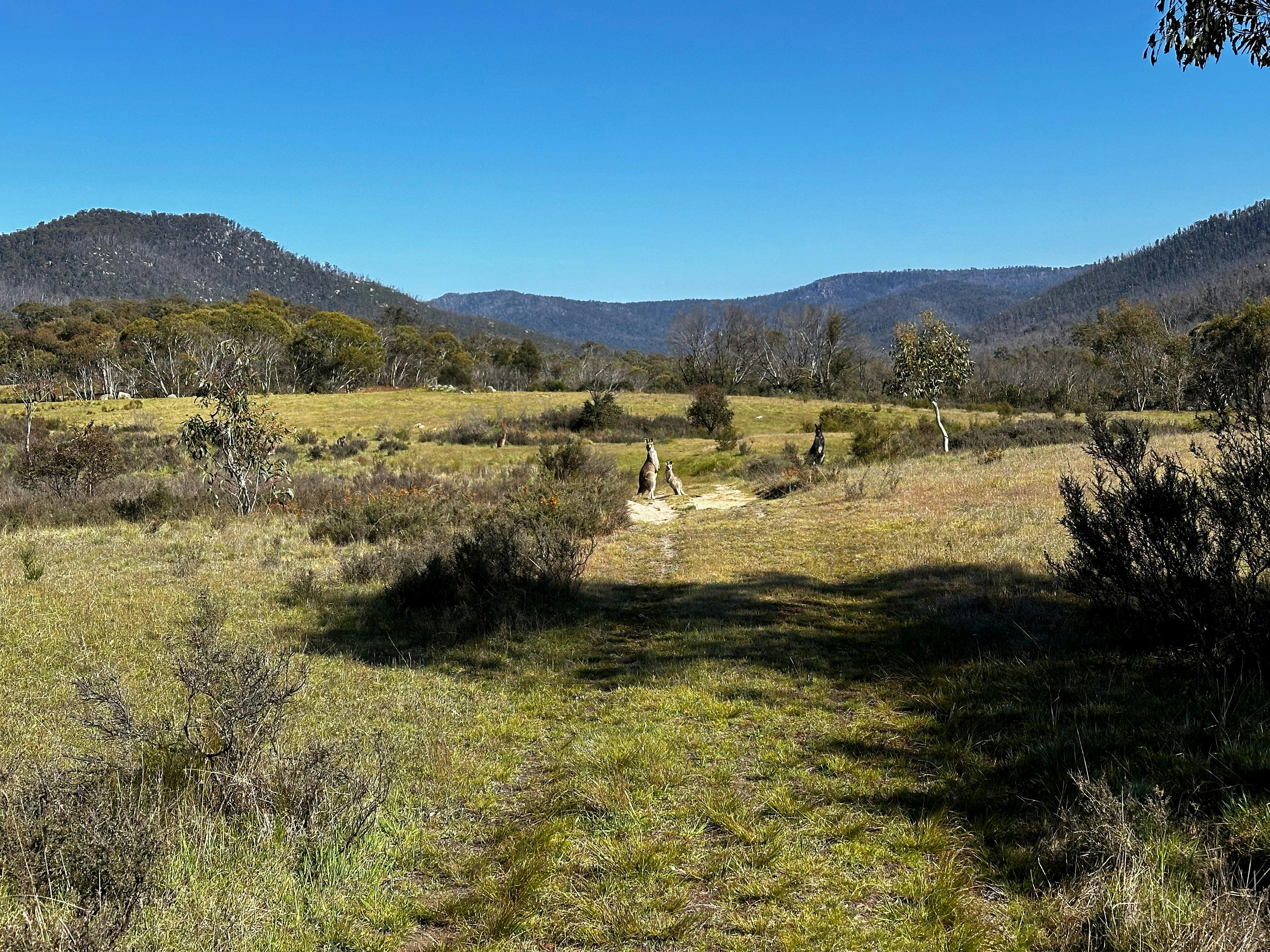A couple of kangaroos in a wide, open valley.