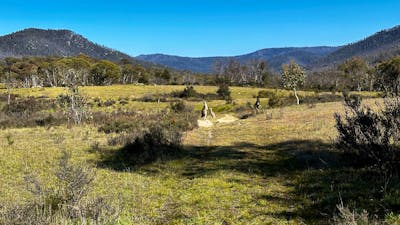 A couple of kangaroos in a wide, open valley.