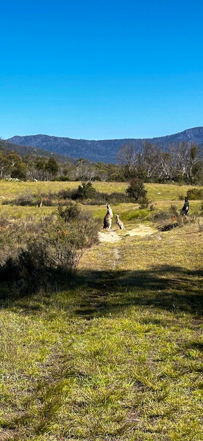A couple of kangaroos in a wide, open valley.