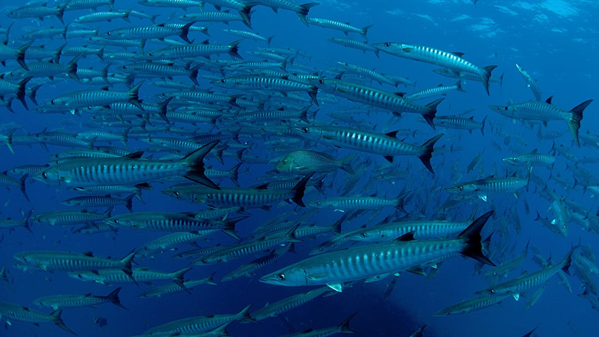 School of Barracuda