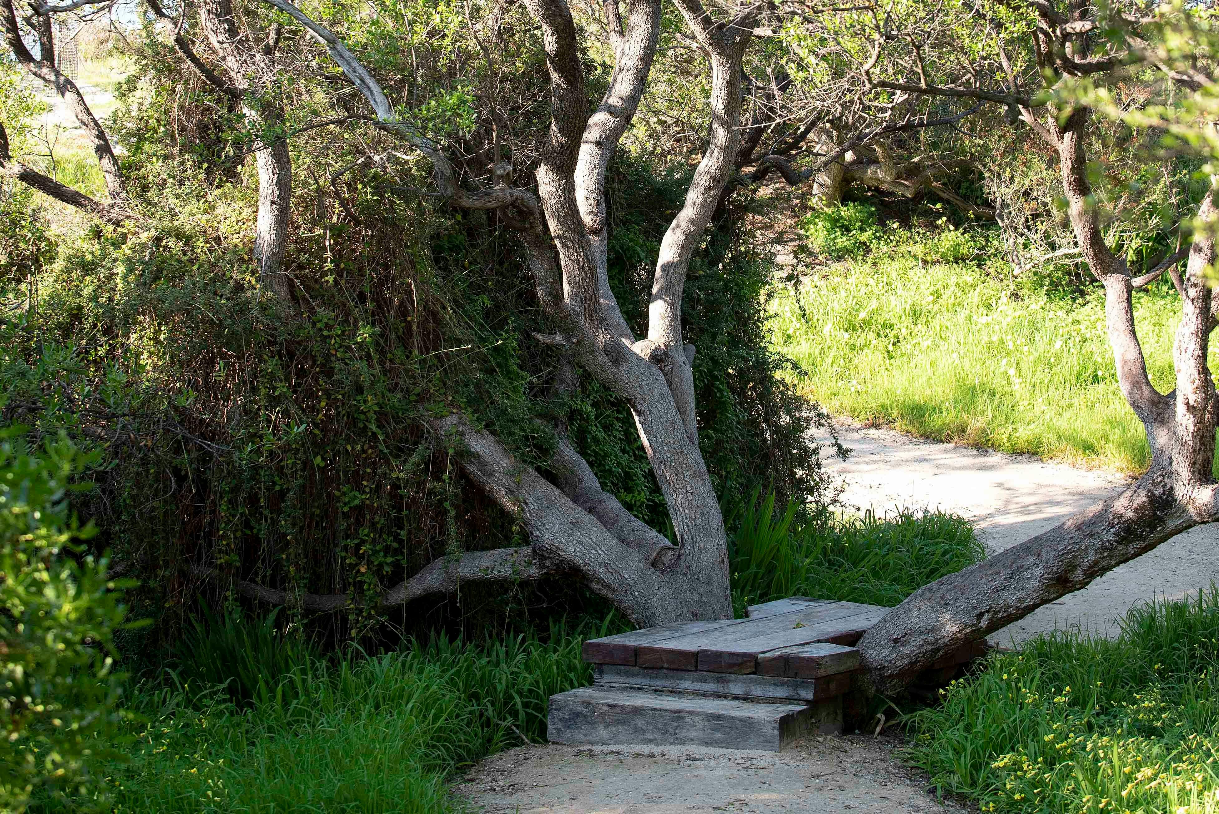 Tree step